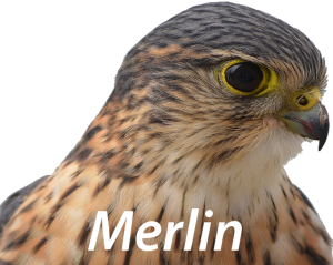 Merlin